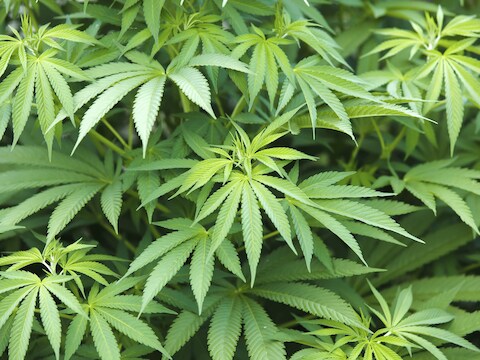 Het actieve bestanddeel van de cannabisplant, THC, helpt bij het vertragen en zelfs stilleggen van de progressie van de ziekte van Alzheimer.