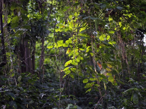 Virunga Nationaal Park