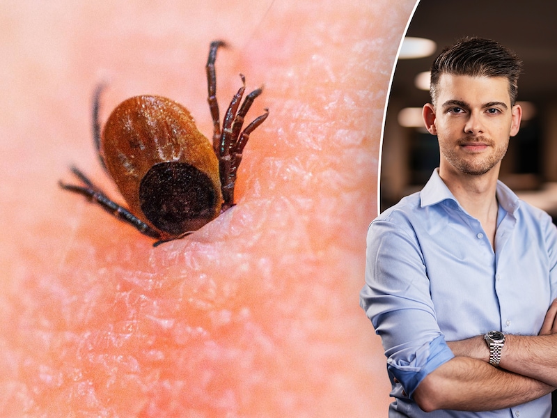 Teken zijn kleine, zwartbruine spinachtigen van amper een centimeter groot. HLN-wetenschapsexpert Martijn Peters vertelt je er alles over.