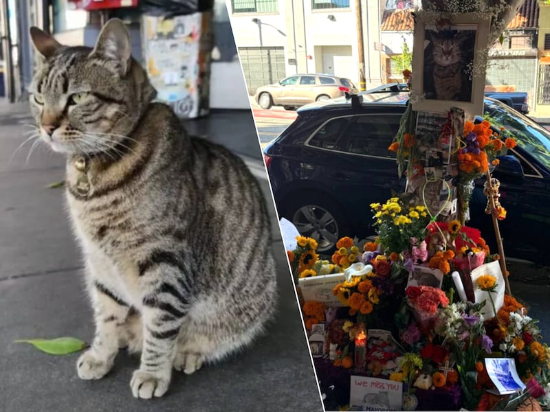 KitKat was een geliefde en populaire buurtkat in San Francisco.
