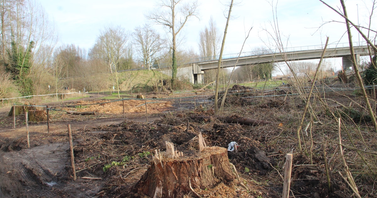 Bomenkap aan Wandel op de Mandel zorgt voor onrust, maar stad sust: “Het gaat om de rooi van vijftig