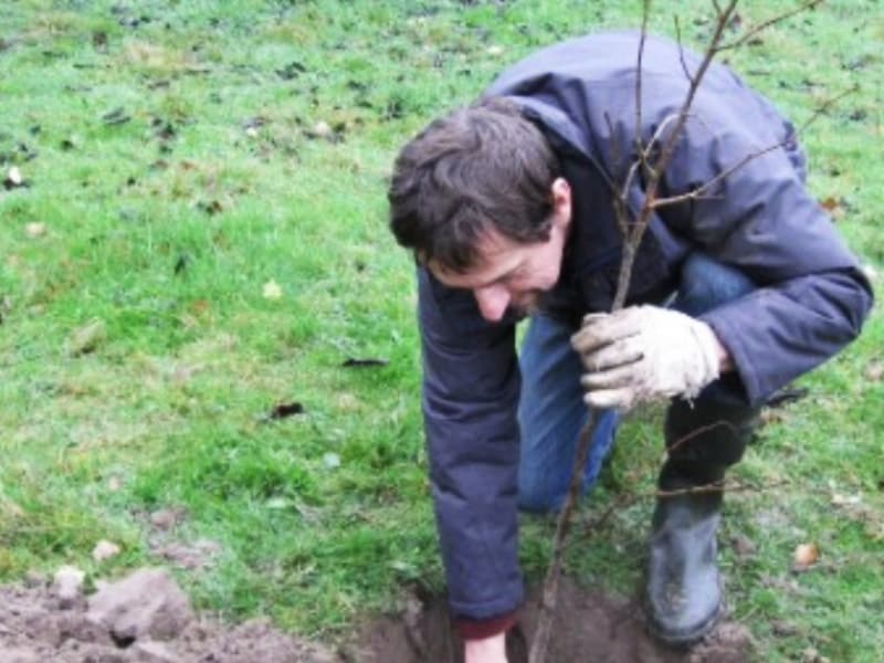 Adopteer eens een levensboom.