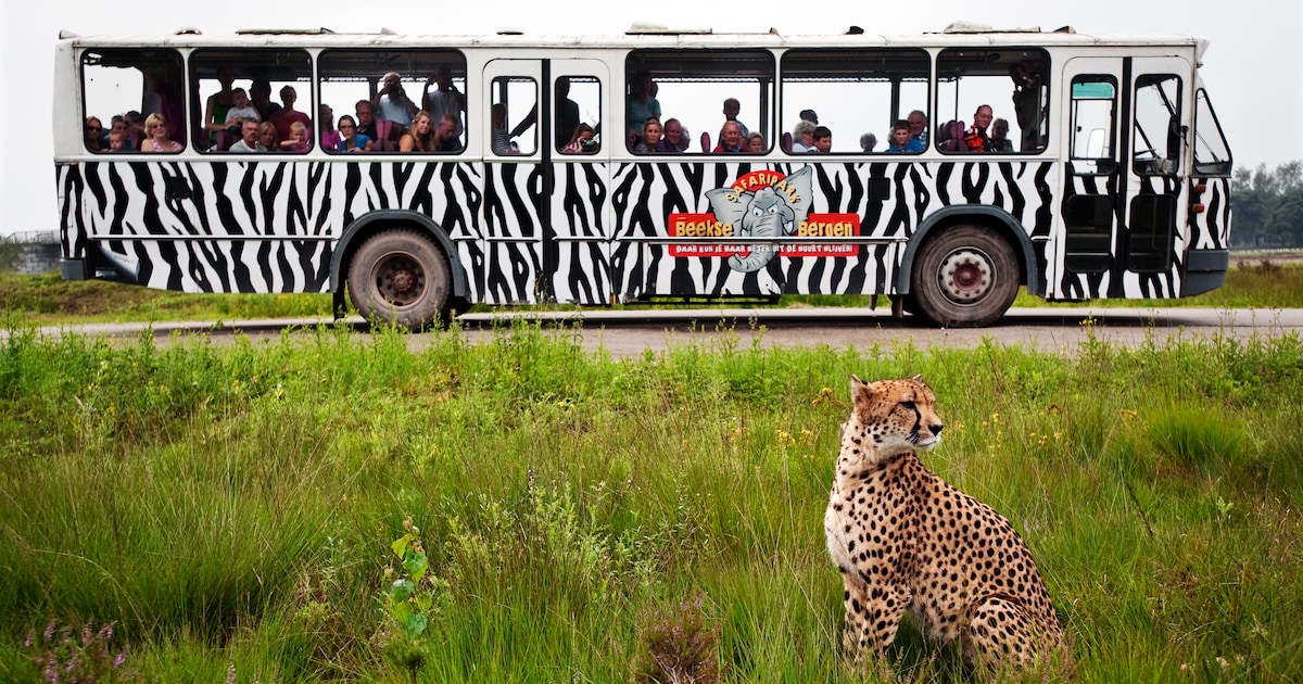 Cheeta ontsnapt uit verblijf in Safaripark Beekse Bergen, maar is intussen gevangen