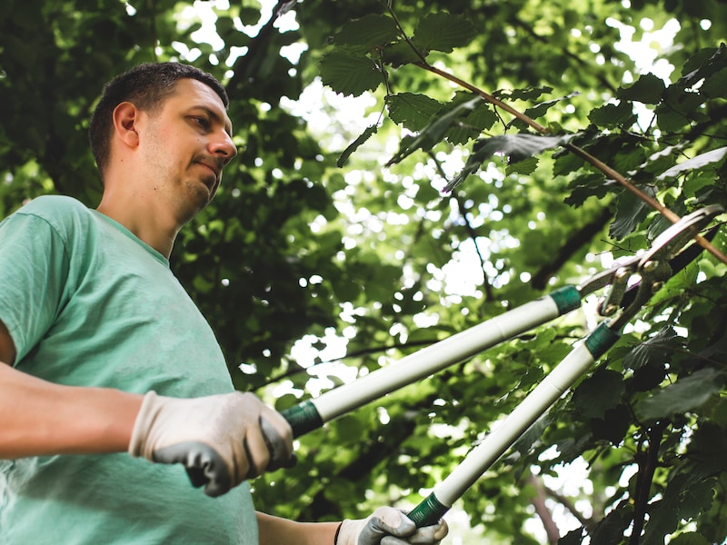 Kontich wil tuinen groener maken: streekeigen planten opnieuw aan voordelige prijs te koop