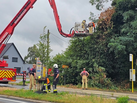 De brandweer moest de omgevallen boom op de Aarschotsesteenweg komen opruimen