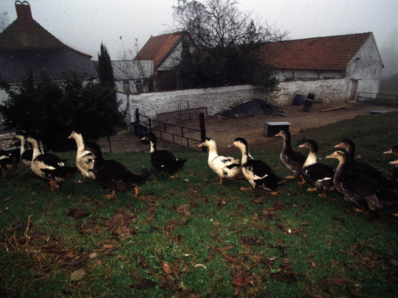 De hoeve van Upigny in 1998.