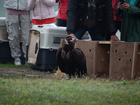 Jonge monniksgier Aleksi uit ZOO Planckendael trekt naar Bulgarije