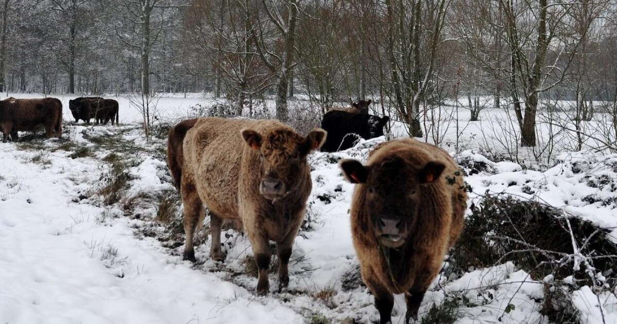 Zin om de natuur een handje te helpen? Sluit je aan bij Natuurpunt Zedelgem en werk mee in Doeveren