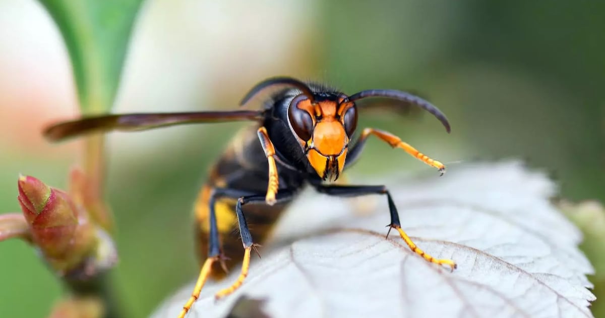 ‘Vespawatchers’ gezocht om oprukkende Aziatische hoornaar te bestrijden
