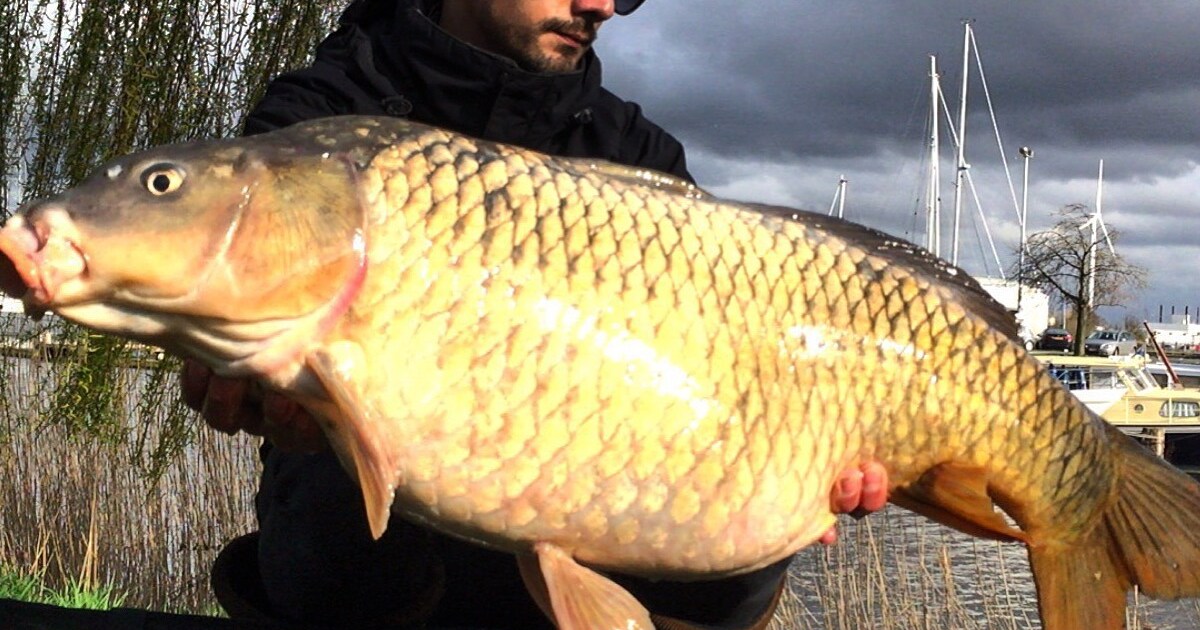 Visser haalt karper van 12,8 kilo uit water | Regio | HLN.be