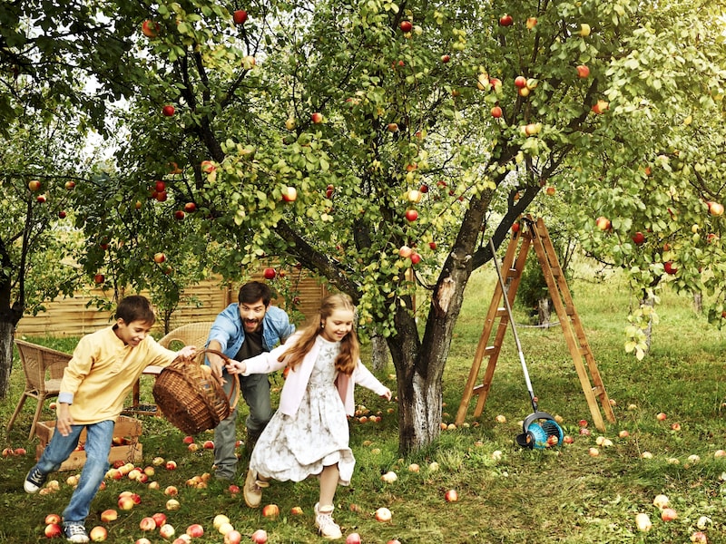 Provincie zoekt inwoners die zeldzame fruitbomen kennen: “Oude bomen opnieuw een toekomst geven”