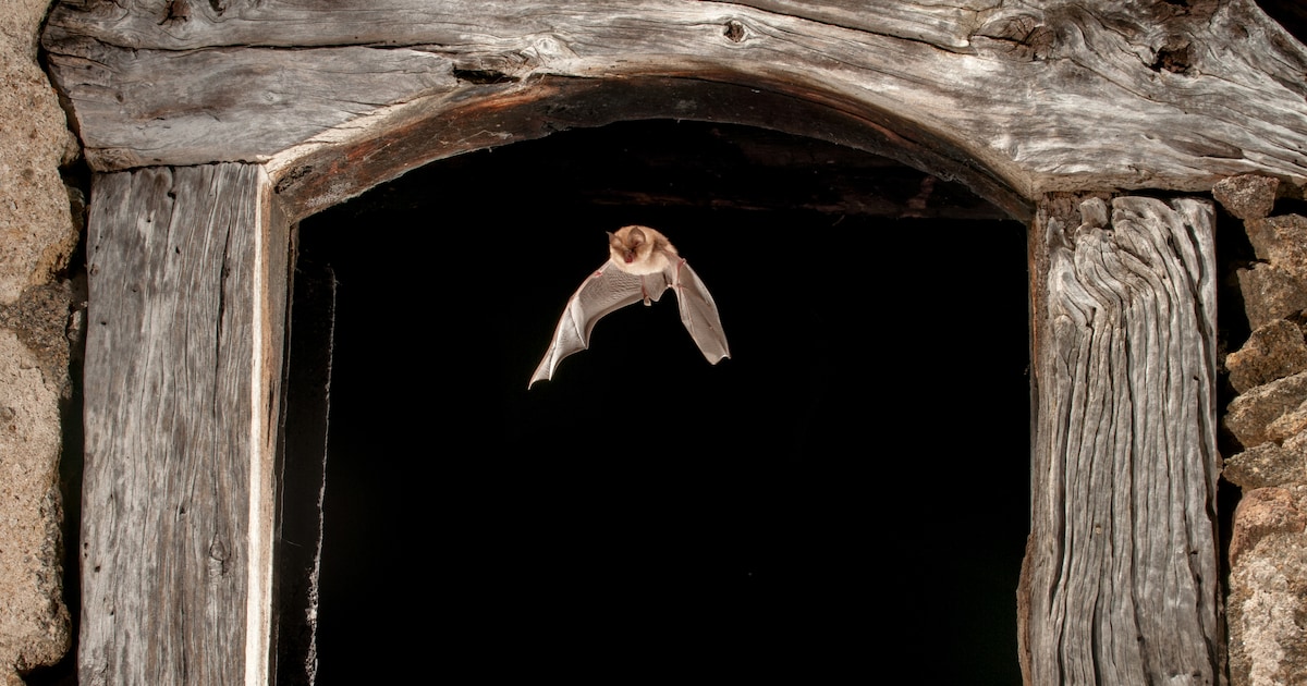 Natuurpunt organiseert eind augustus Nacht van de Vleermuis in Fort 4