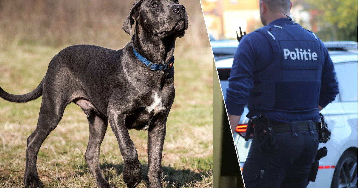 Uitgebroken cane corso’s bijten konijntjes dood en vallen vrouw aan ...