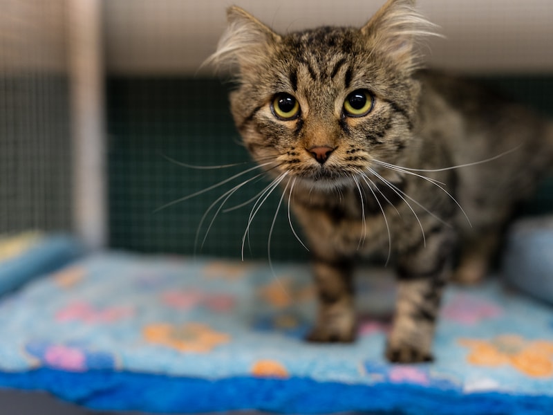 Gemeente laat zwerfkatten vangen