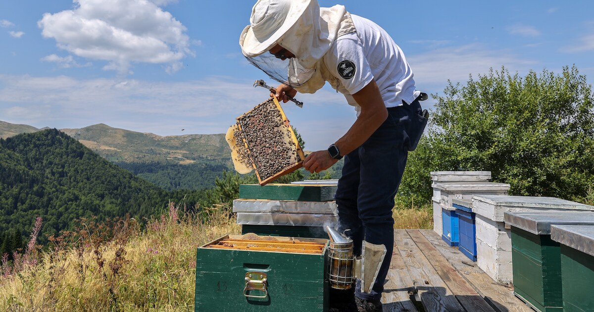 Zeldzame kans in Fort 5: leer hoe je de Aziatische hoornaar kan aanpakken