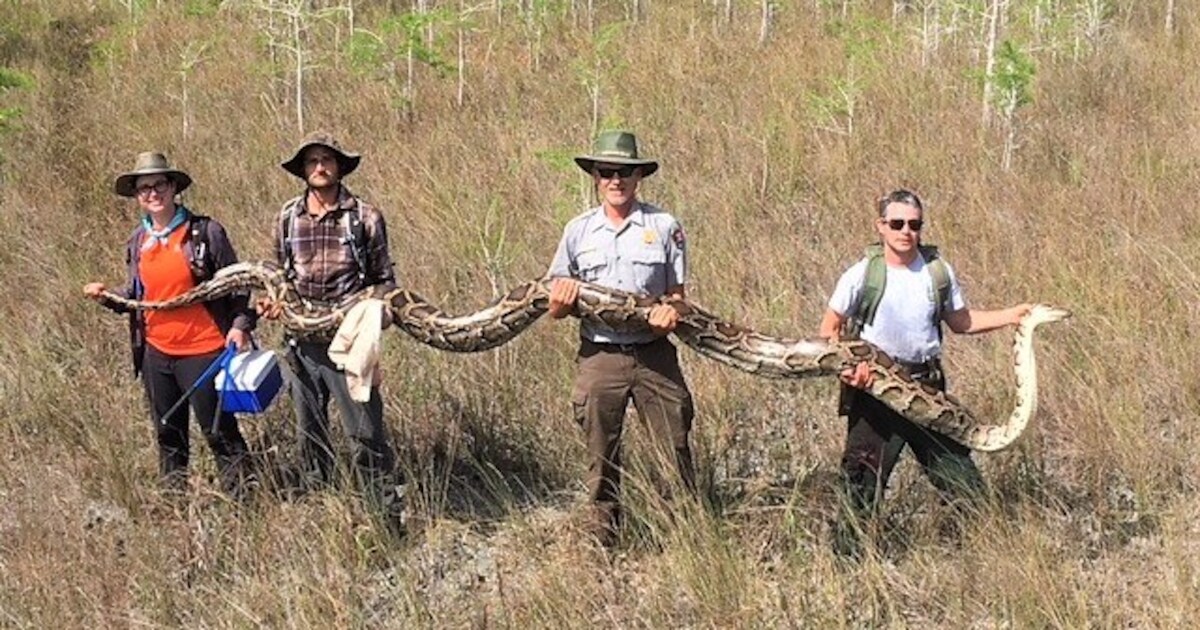‘Grootste python ooit’ gevangen in de Everglades: zwanger vrouwtje van ...