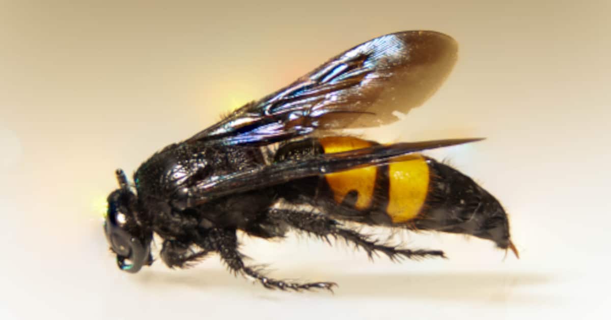 Infoavond over Aziatische hoornaar in Wijnegem