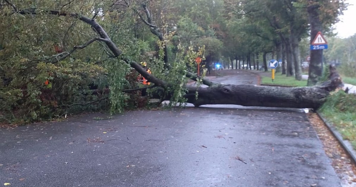 Storm Austen teistert Gent en omgeving: 219 brandweerinterventies, chauffeur ontsnapt aan drama