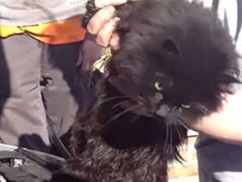 Princess de kat.