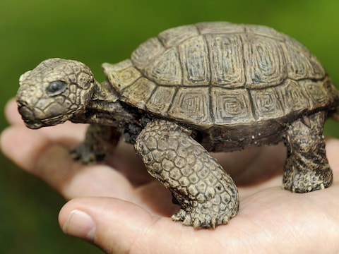 De 'dode' schildpad.