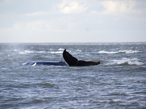 De walvis op de zandbank.