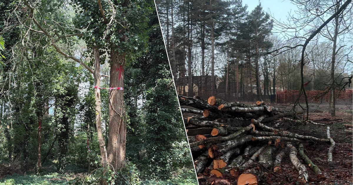 Boomkap in Bolderberg alsnog gestart: “We wachtten op antwoord, en plots hoorde ik de kettingzagen”