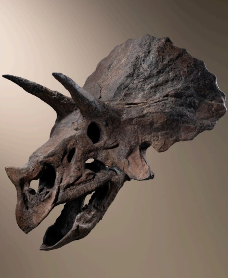 El colosal cráneo de dinosaurio 'Baby Jane'.