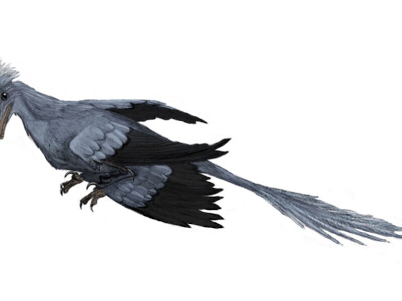 De Microraptor.