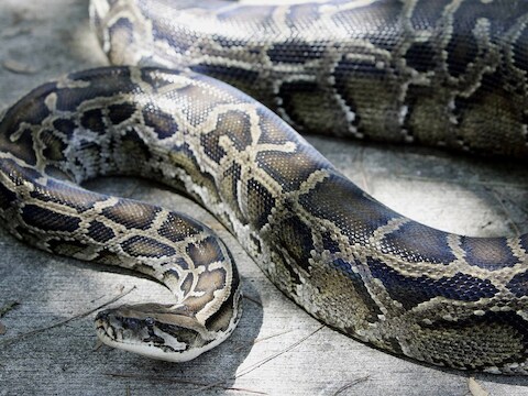 Python. Archiefbeeld.