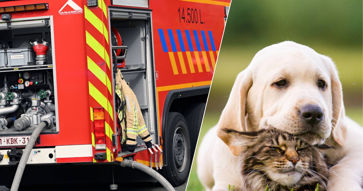 Gratis huisdiersticker in Mol: zo weten hulpdiensten met één blik welke dieren binnen zitten