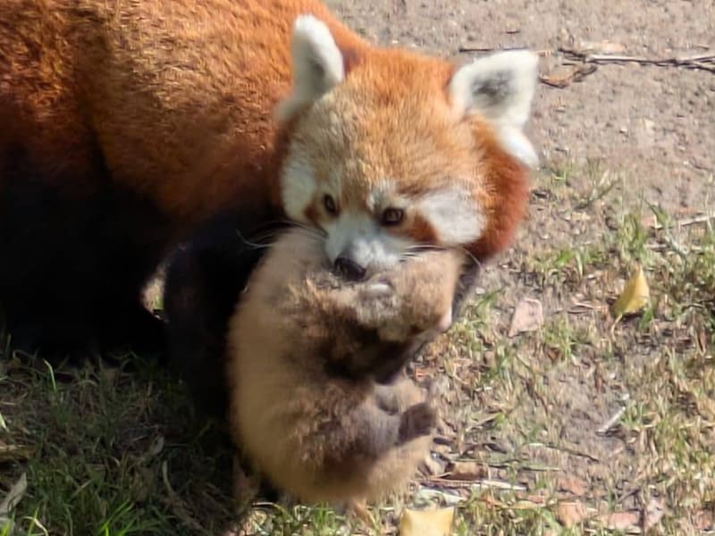 KIJK. Rode panda Amber wordt stiekem mama van een tweeling in ZOO Planckendael: “Plots zagen we haar met haar jongen op trot”