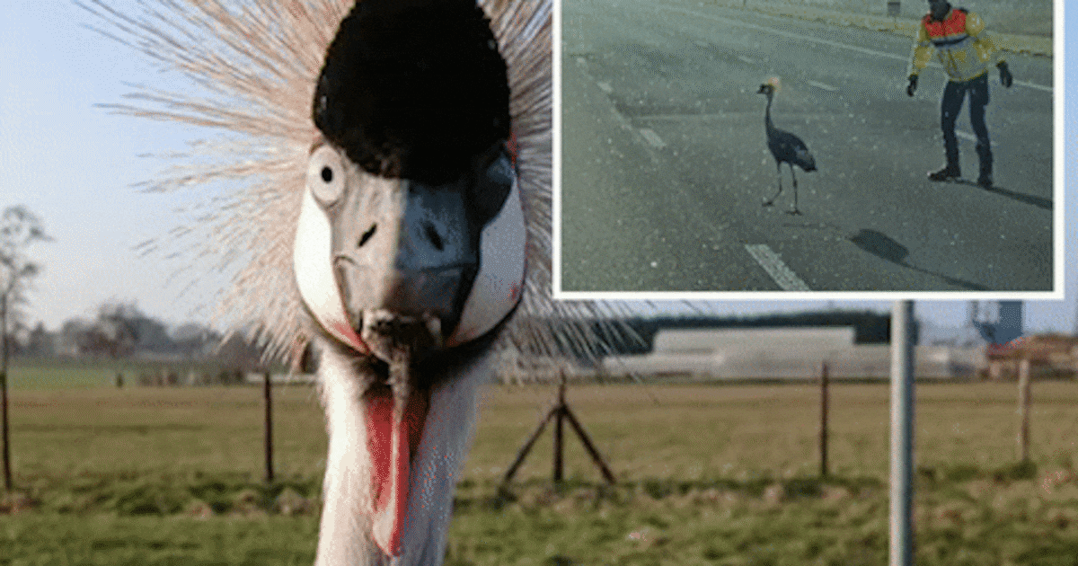 Na kraanvogeldrama op Nederlandse snelweg: vogel die urenlang boven overleden partner cirkelde is ge