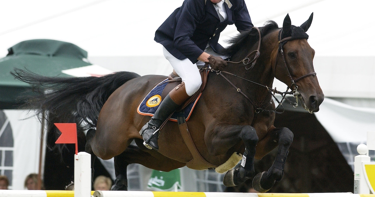 Paardenwereld in rouw: Johan Philippaerts (55), broer van springlegende ...