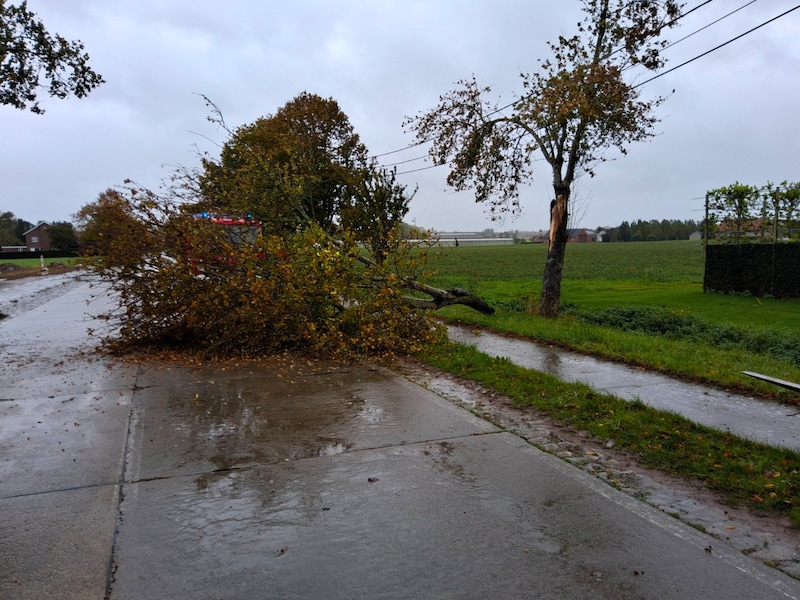 Omgewaaide boom in Ieperstraat in Zonnebeke.
