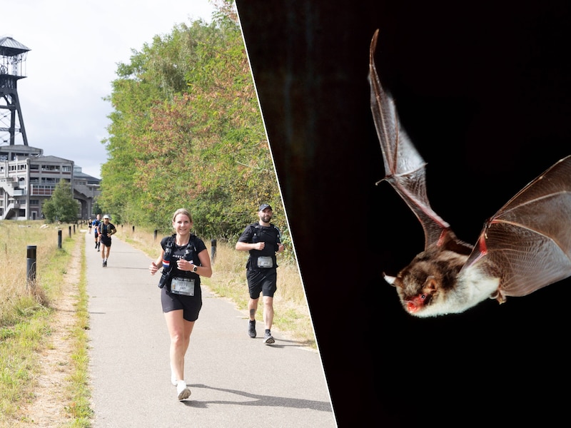 Wat te doen in Limburg dit weekend: van spectaculaire trailrun in Genk tot vleermuizen spotten in Tongeren-Borgloon