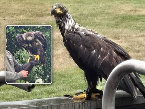 Een valkenier kon de roofvogel uiteindelijk vangen.