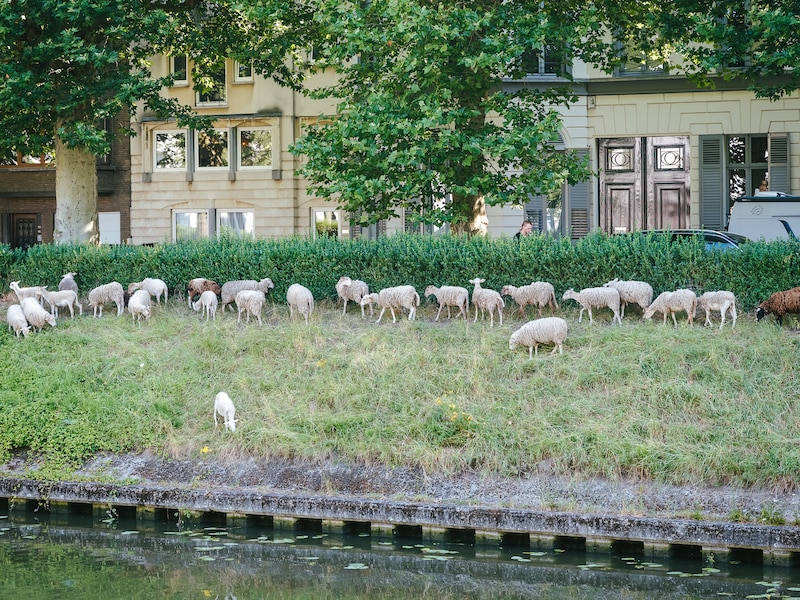 Grazende schapen aan de coupure in Gent.