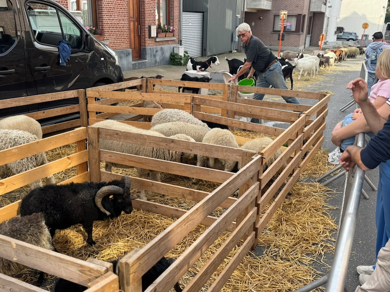 Duizenden bezoekers genieten van kermis, kraampjes en dieren tijdens Bornemse Jaarmarkt.
