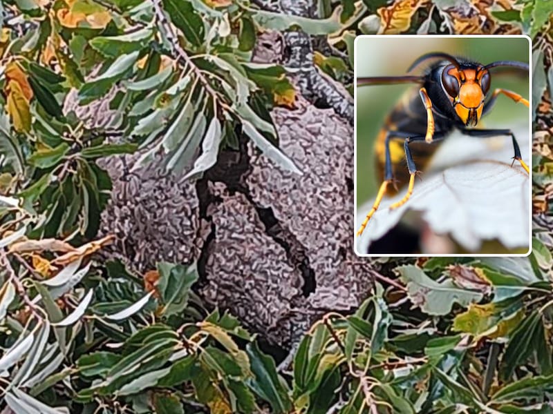 Het nest met Aziatische hoornaars (inzet, beeld ter illustratie) scheurde nadat het op de grond viel.