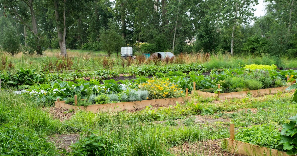 Filmopnames bij boerderij Forestree