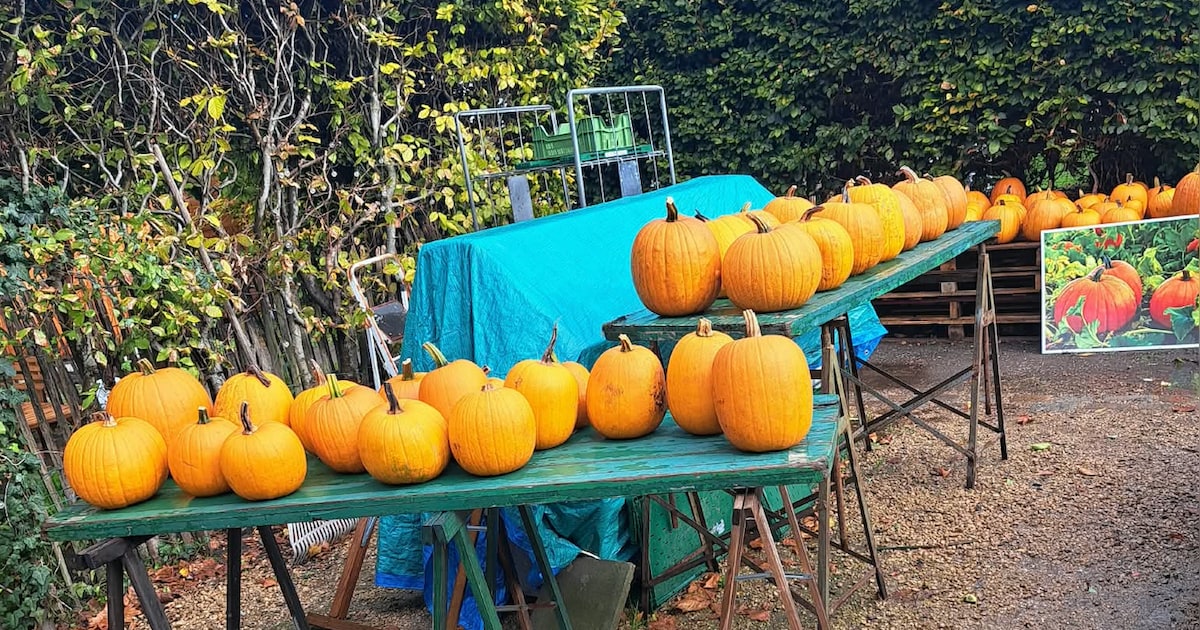 Het Vaarthof in Schoten raakt 400 kilo overgebleven halloween-pompoenen ...