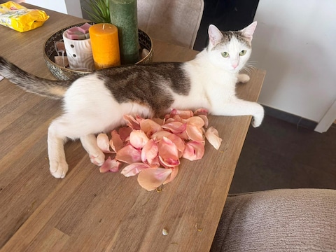 Yuna werd levend teruggevonden in de tuin van een buur.