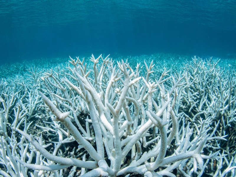 Koraalriffen verbleken en sterven af door de klimaatopwarming. 