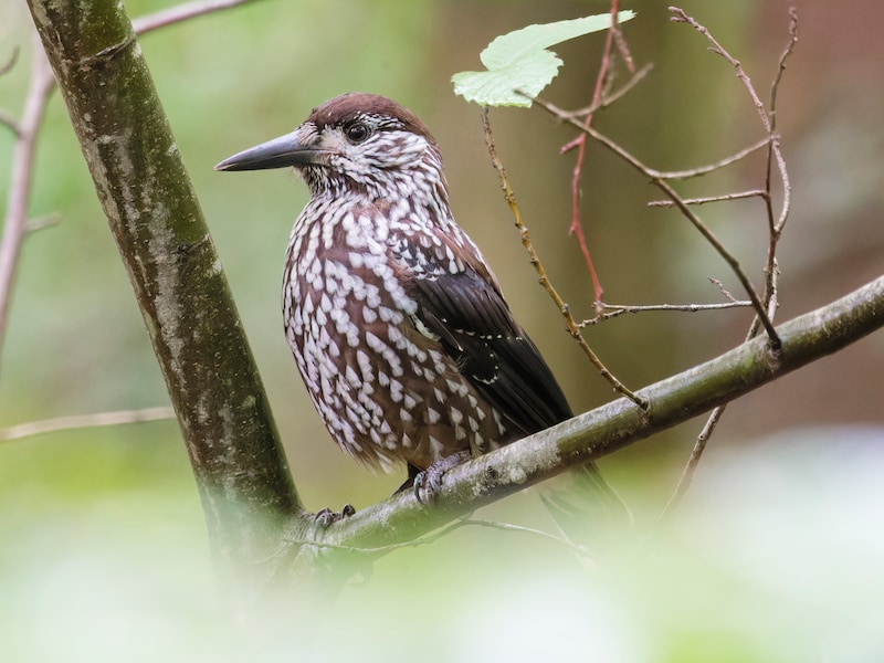 Een dunsnavelnotenkraker in Heverleebos is heel uitzonderlijk