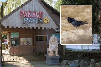 Efteling-raven uit voormalige show ‘Raveleijn’ verhuizen naar Belgische dierentuin Pakawi Park