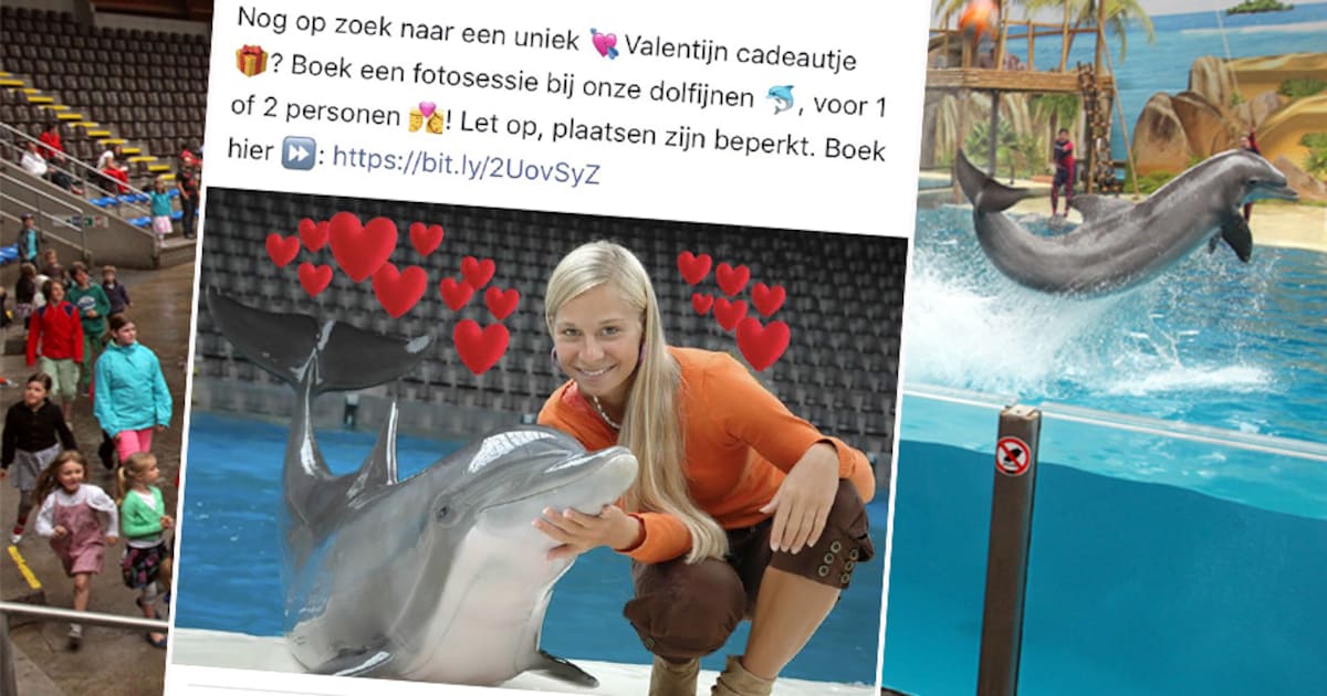 Commotie rond fotoshoots met dolfijnen in Boudewijn Seapark: “Pure ...