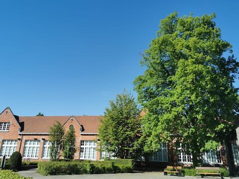 Zomerlinde - Tilia platyphyllos