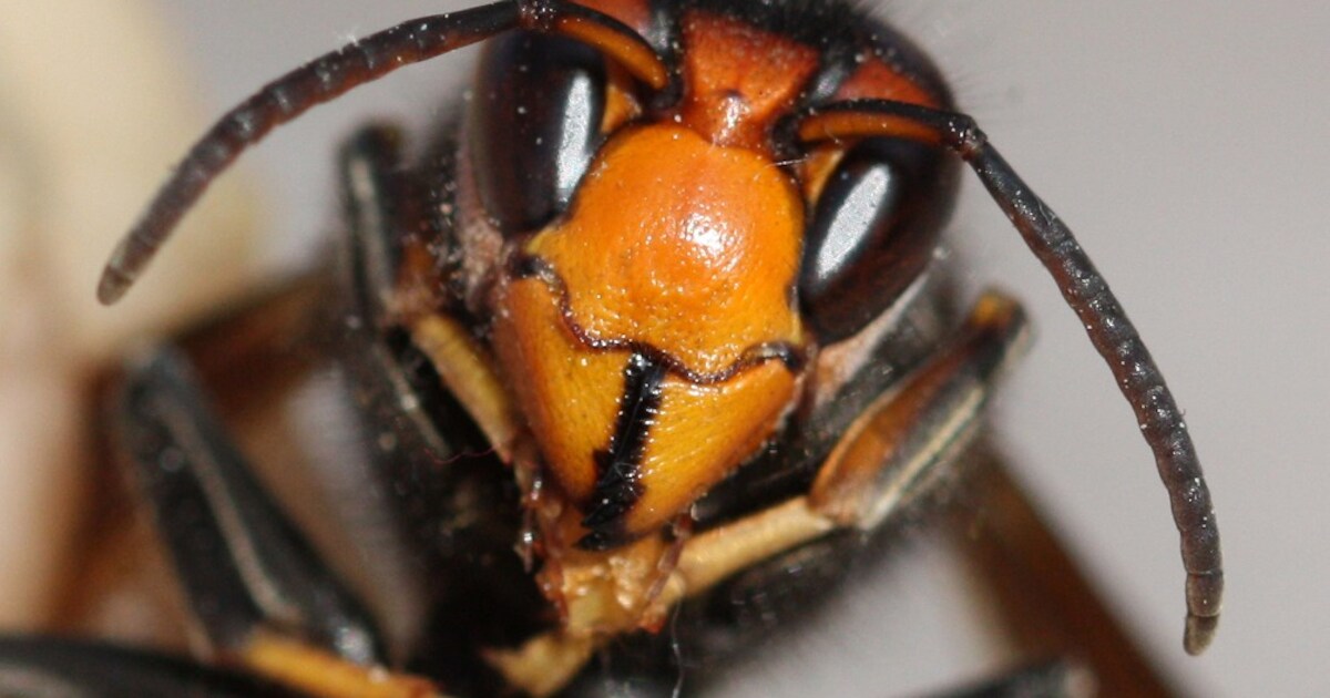 Milieudienst De Panne geeft tips om embryonest van Aziatische hoornaar te verwijderen