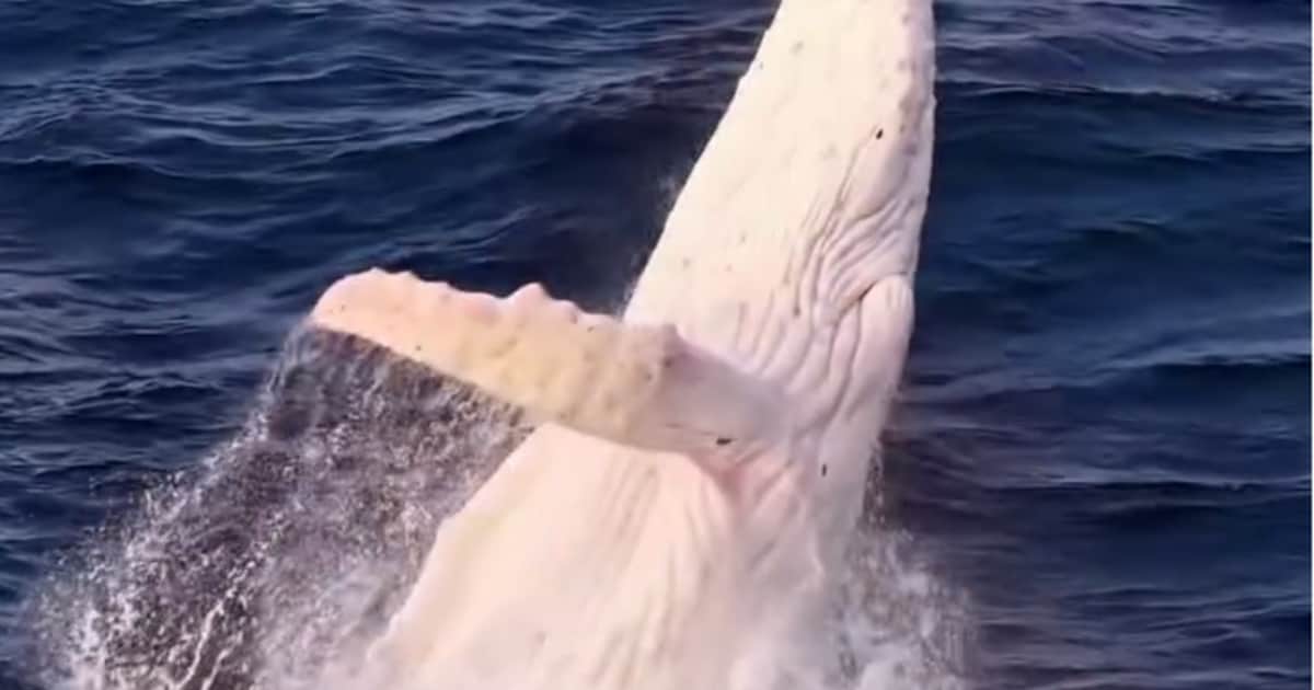 KIJK. Zeldzame albino bultrugwalvis gespot voor Australische kust, maar onderzoekers maken zich zorg
