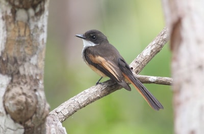 Dankzij Belgische geluidsopnames: nieuwe vogelsoort genaamd 